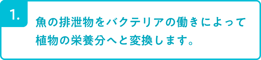 1.魚の排泄物をバクテリアの働きによって植物の栄養分へと変換します。