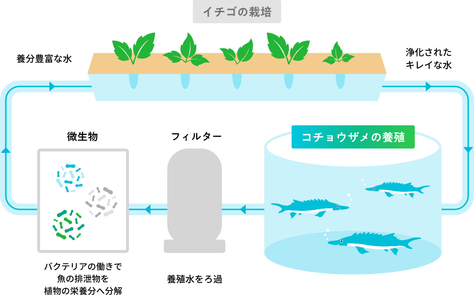 陸上養殖システムのイメージ図