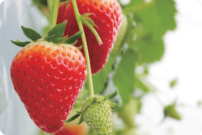 イチゴ